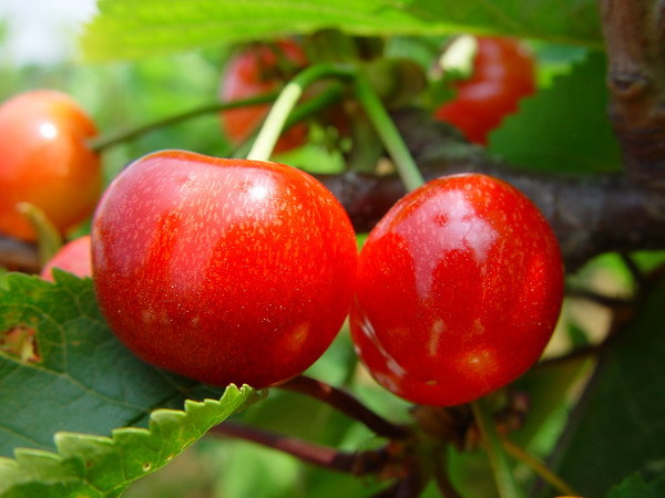 【图】红灯 大量低价供应 物廉价美_樱桃_列表网