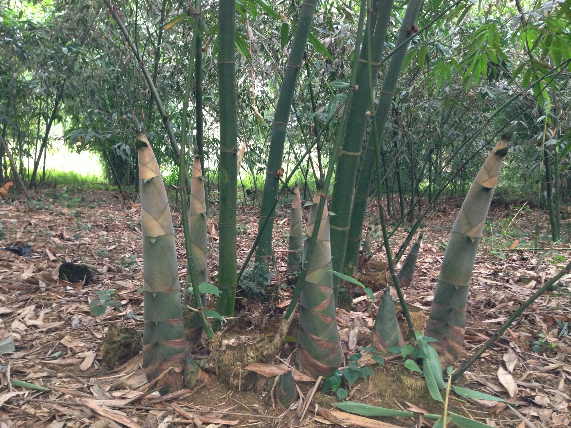 批发供应高质量的 竹笋,盐笋片_盐笋丝_欢迎来电洽谈_观看!