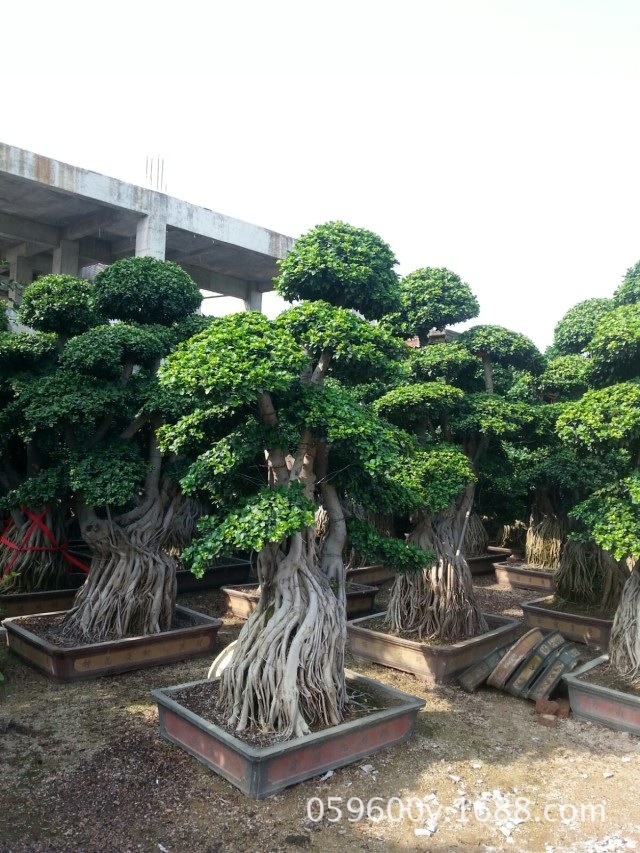 榕樹盆景 小葉榕樹