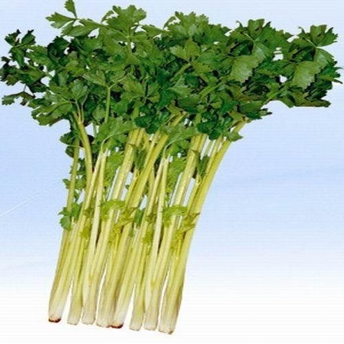 蔬菜种子 泰国四季黄心芹菜 香芹 芹菜 香味浓高产抗热耐寒 5g/包