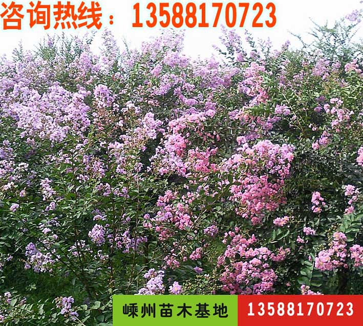 嵊州苗圃批发优质绿化苗木-紫薇小苗