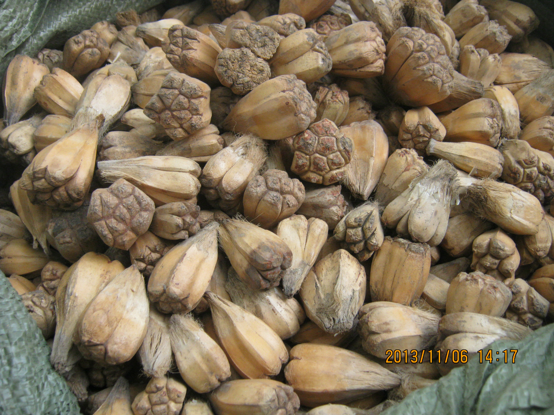 山菠萝的种子是加工高价 滴血莲花菩提子的主要原料.