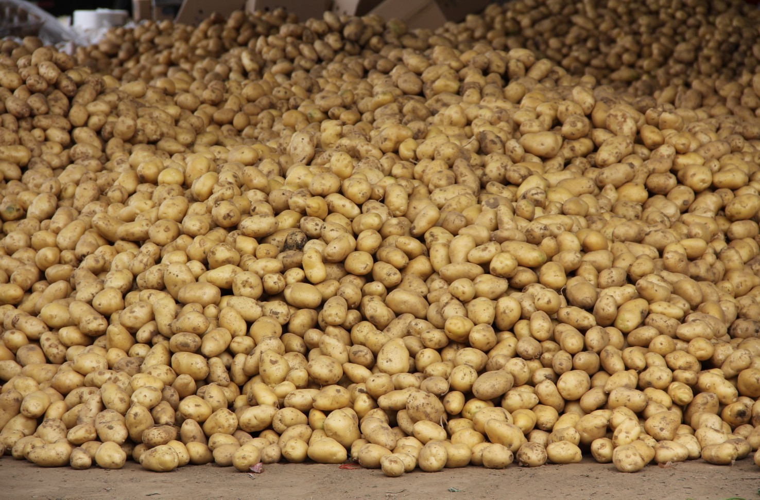 出口 加工 保鲜 荷兰土豆