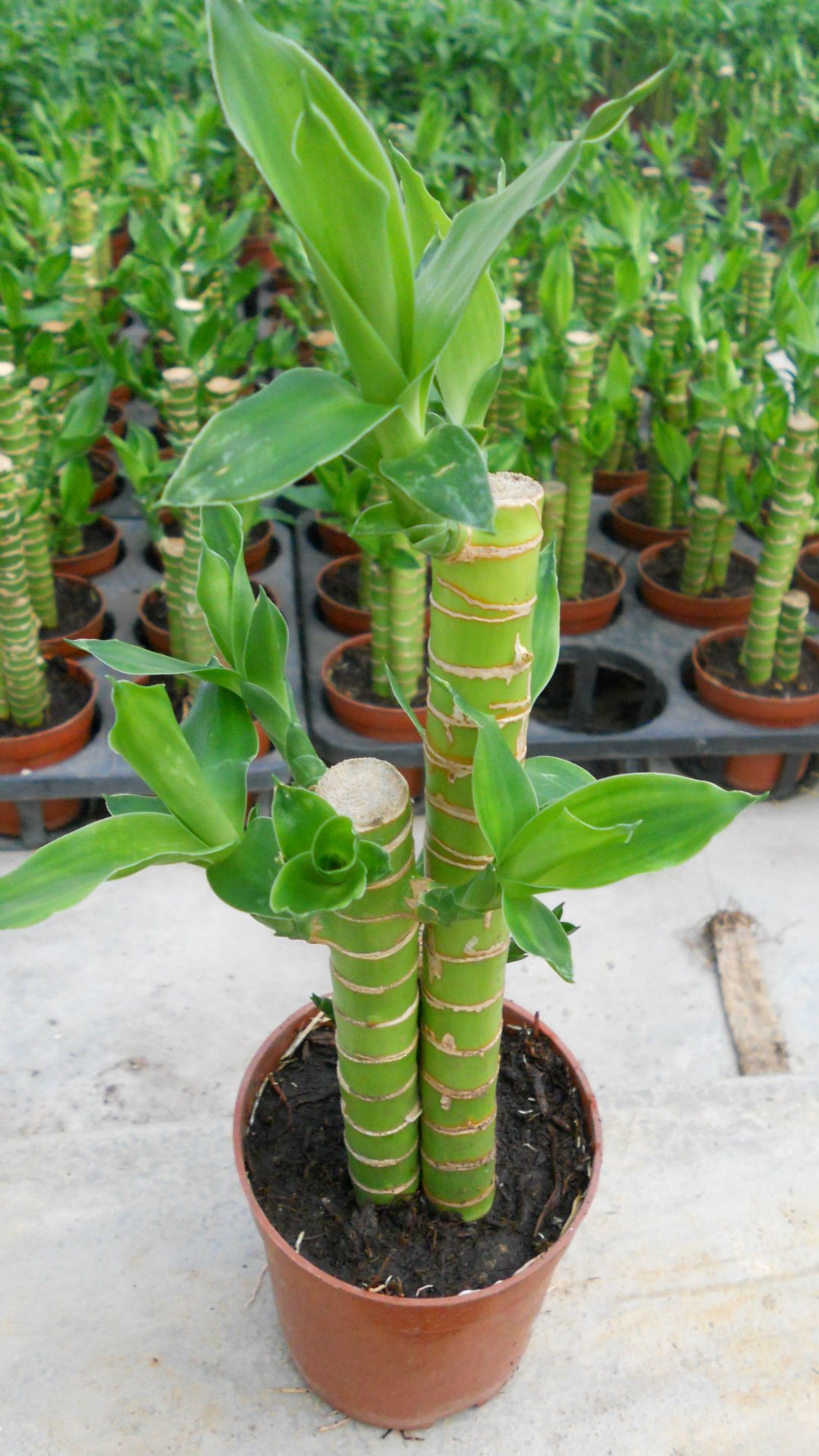 直供 富贵竹 批发水培富贵竹 批发富贵竹--小森林