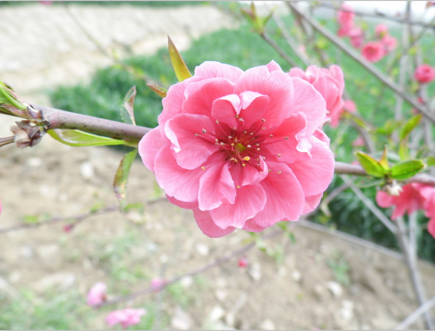 红菊花碧桃小苗2万棵限购 价格低 品种全 泰安最大的碧桃基地