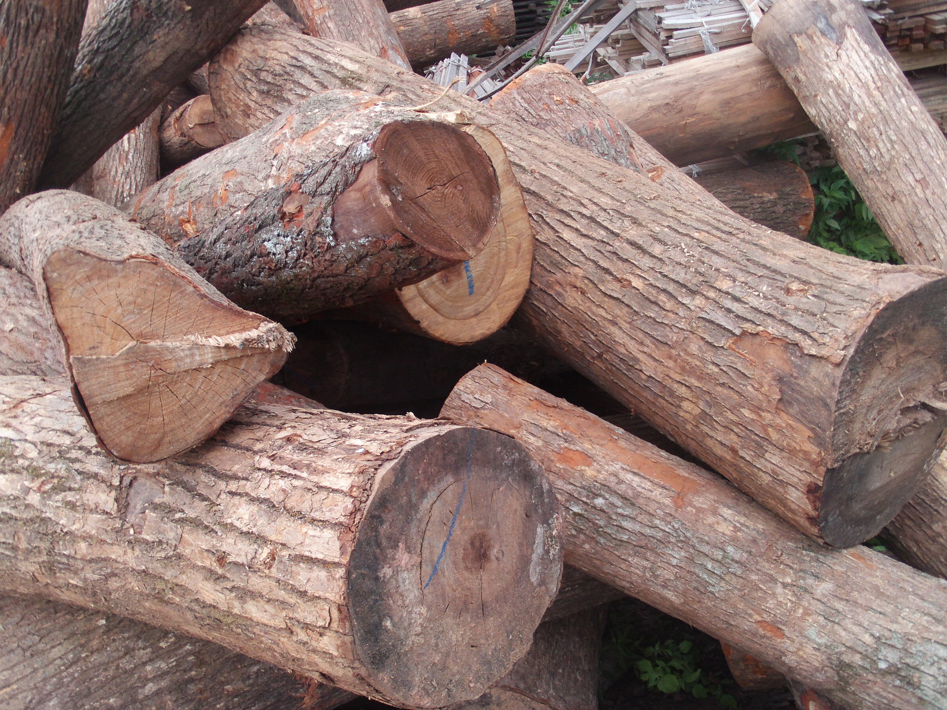 供应优质香樟木 原木 板材 指接板