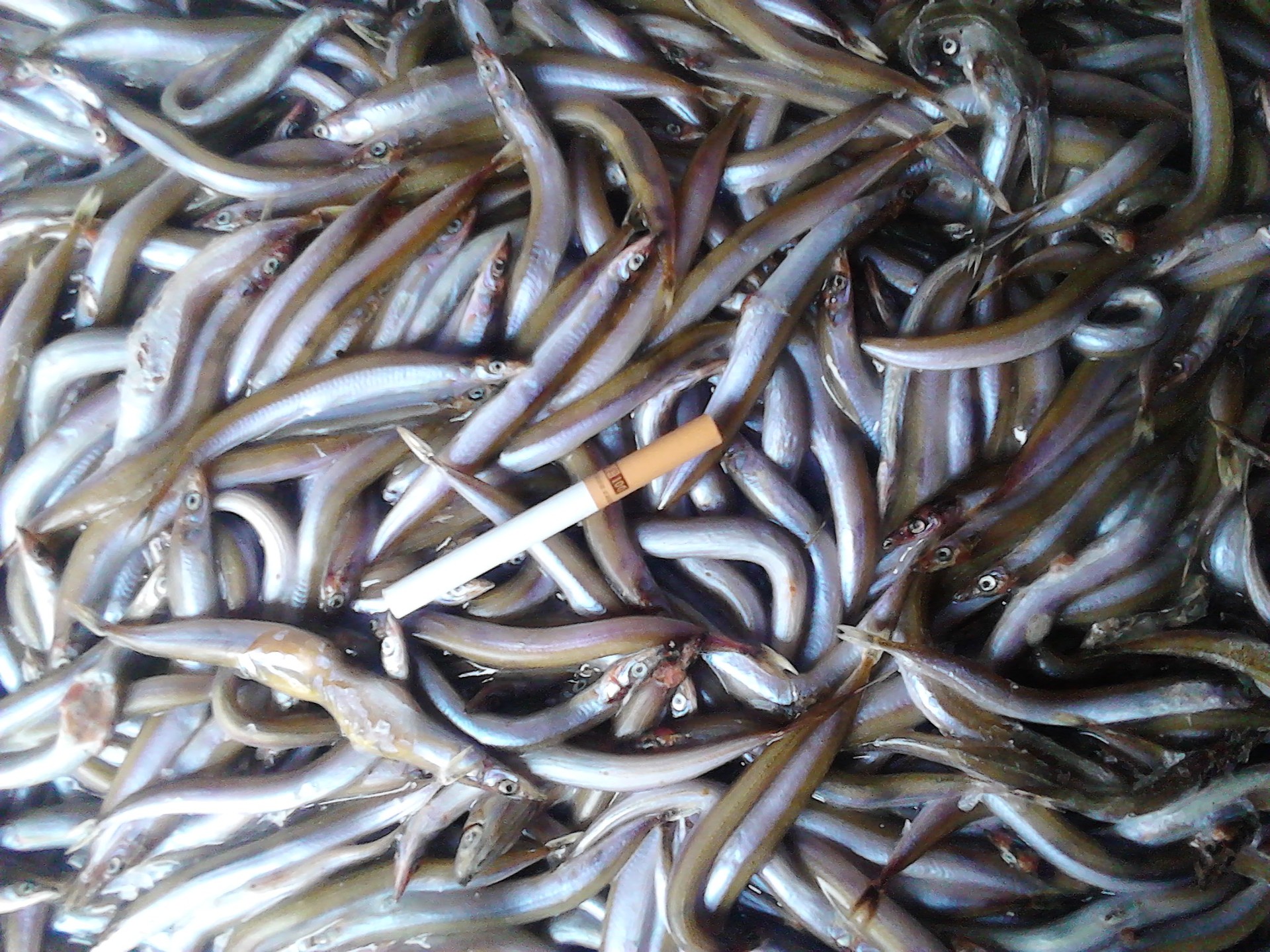 饲料鱼 沙里钻 玉筋鱼 i沙里钻