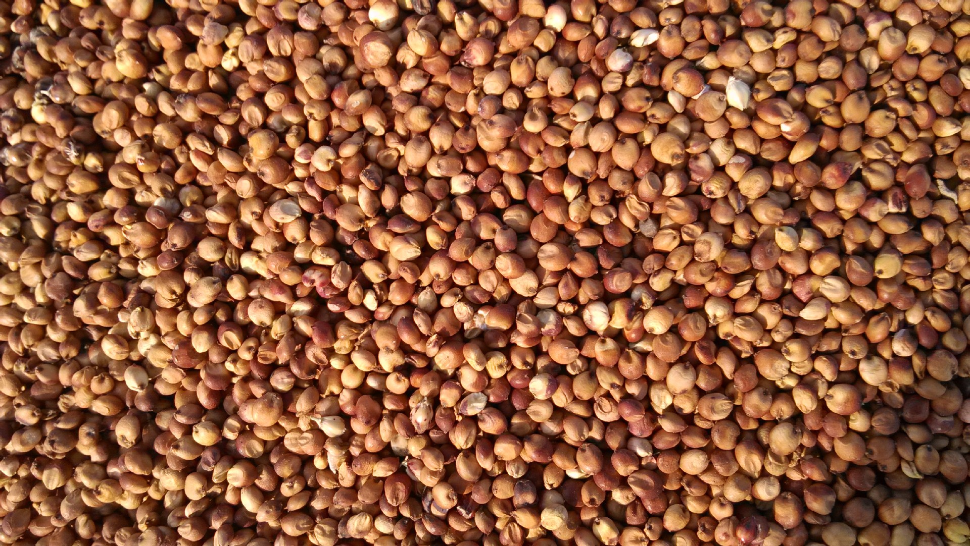 赤峰市敖汉旗荞麦是全国荞麦的主产区之一,当地种植面积较大,周边环绕