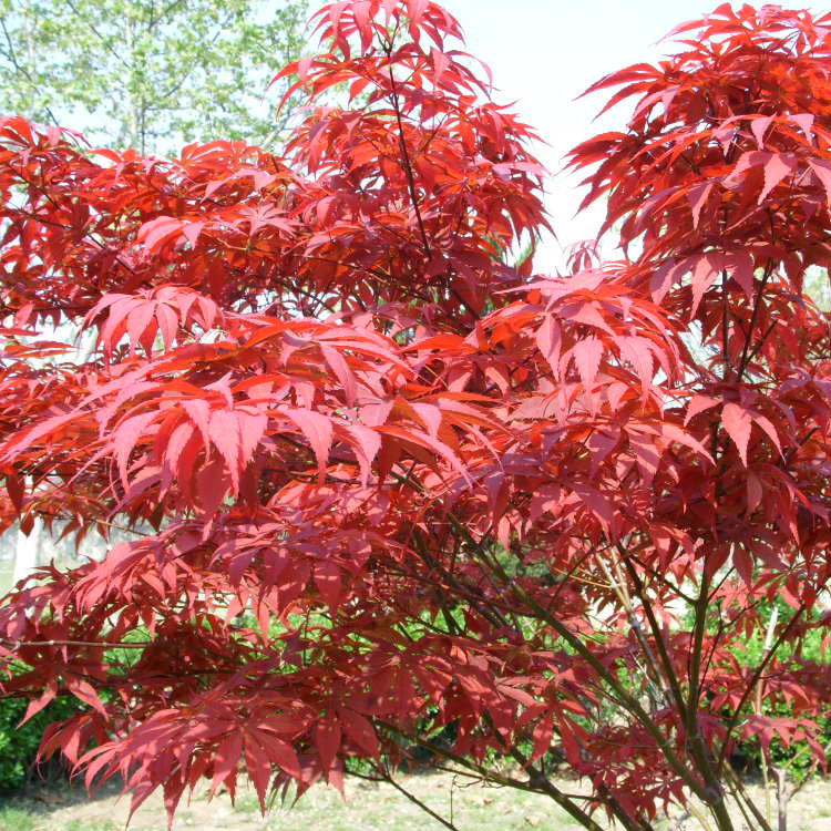 批发 日本红枫树苗 小苗 红枫苗 绿化工程苗 基地直发