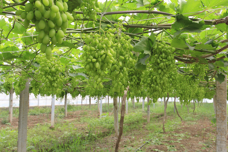 【预售】味菓时光 新鲜提子 供应 产地直销