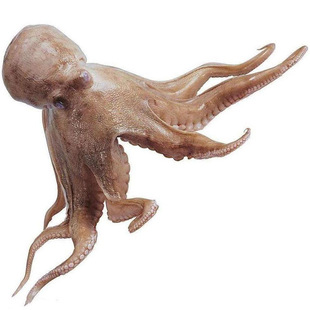 龙岗海鲜 供应深海鲜活水产品 章鱼 八爪鱼 馈赠佳品