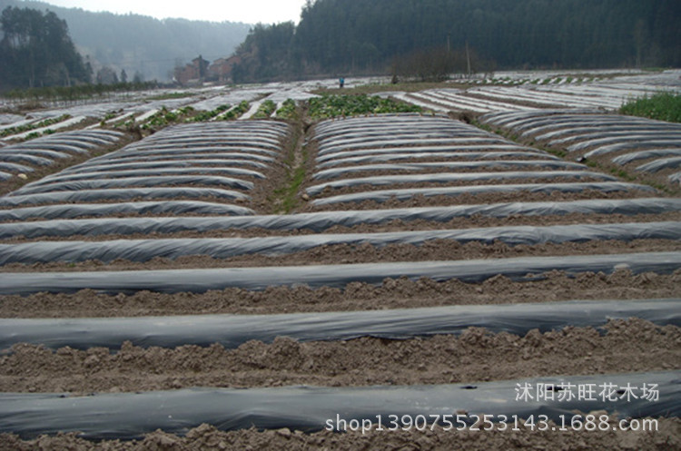 厂家批发农用塑料黑薄膜黑色地膜 白色地膜 除草专用黑地膜液态