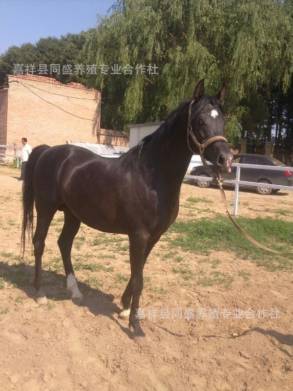 伊犁马 半血马马驹 跑马 旅游马 马驹多少钱一匹 蒙古马 半血马
