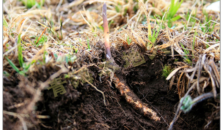 供应5a精选2014年新草 青海玉树冬虫夏草批发4条/克