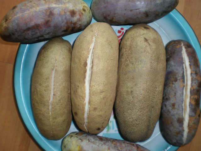 保健果王——八月瓜又名:八月炸 中华圣果,三叶木通果