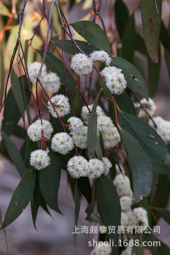 澳大利亚薄荷尤加利精油 oem单方精油原料批发 颇黎进口精油原液