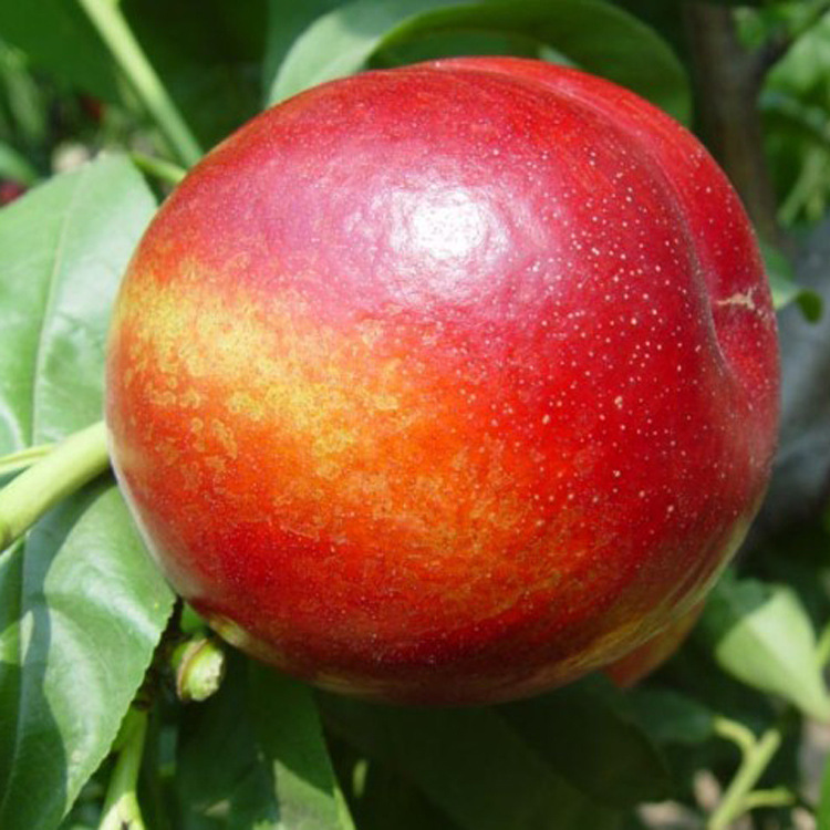 桃树新品种 千年红 嫁接油桃 口感酥脆 风味甜 丰产