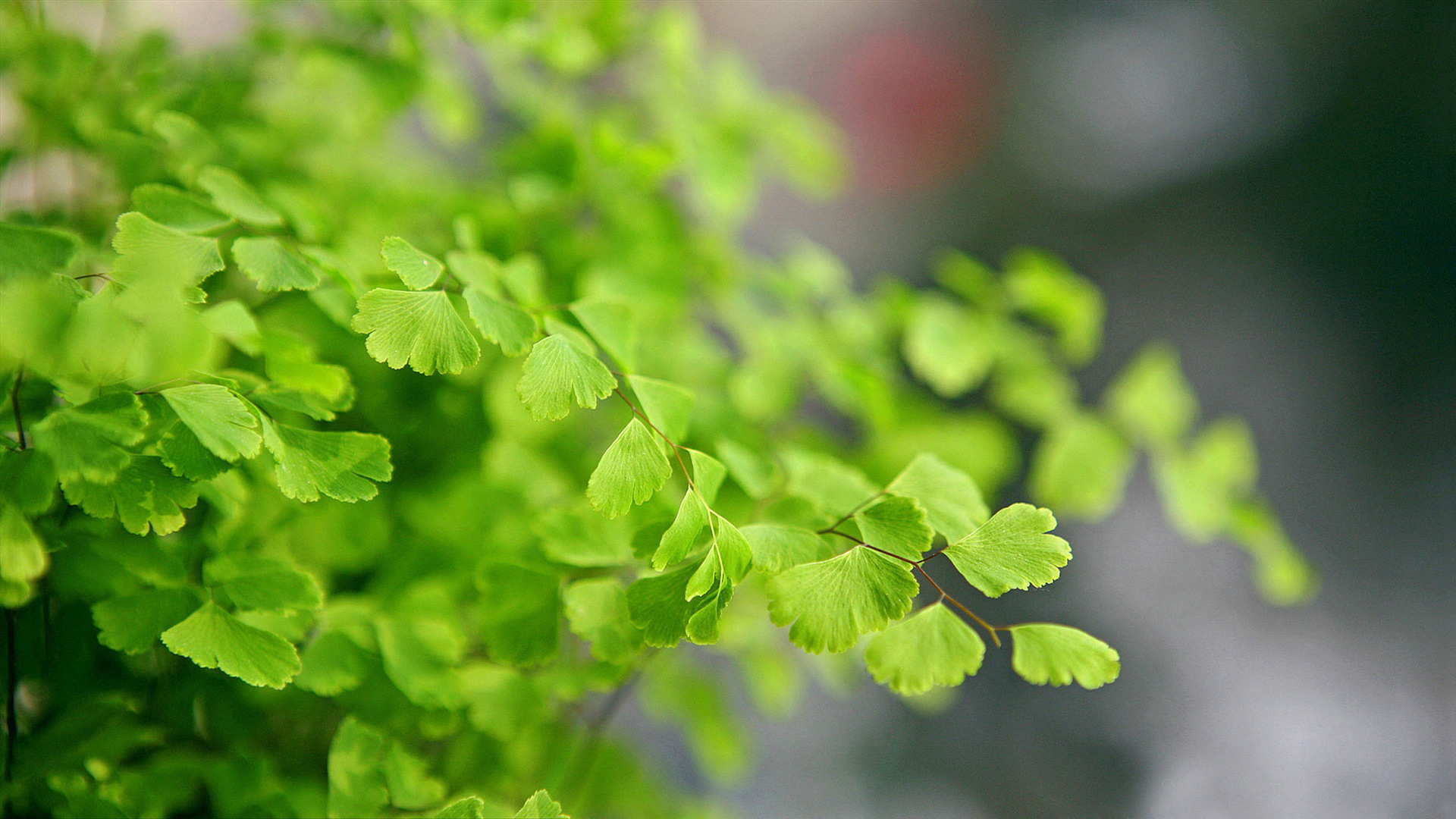 江苏宿迁盆栽绿植花卉 多叶植物 铁线蕨 吊兰盆栽 除甲醛防辐射可水培