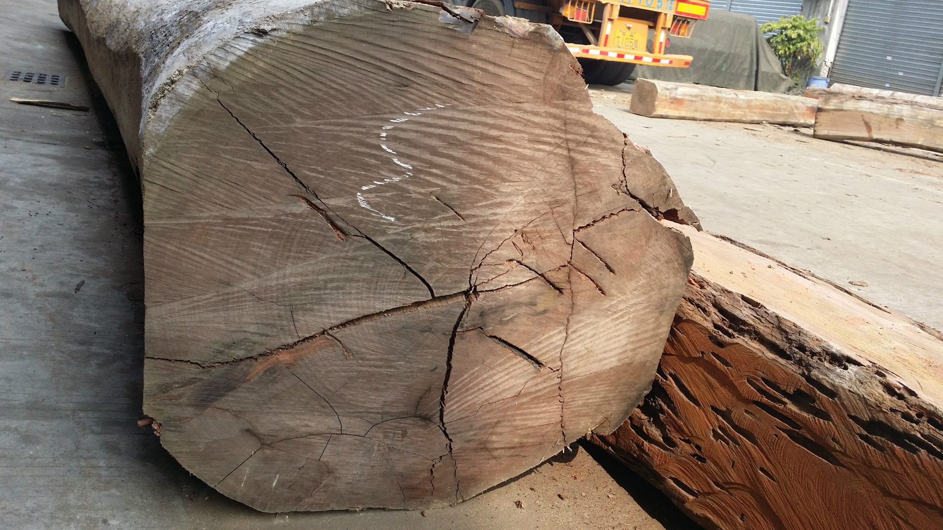 进口红檀香 香脂木豆 balsamo incienso