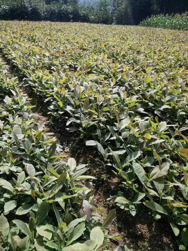 黄葛树苗黄角树黄桷树苗产地直销