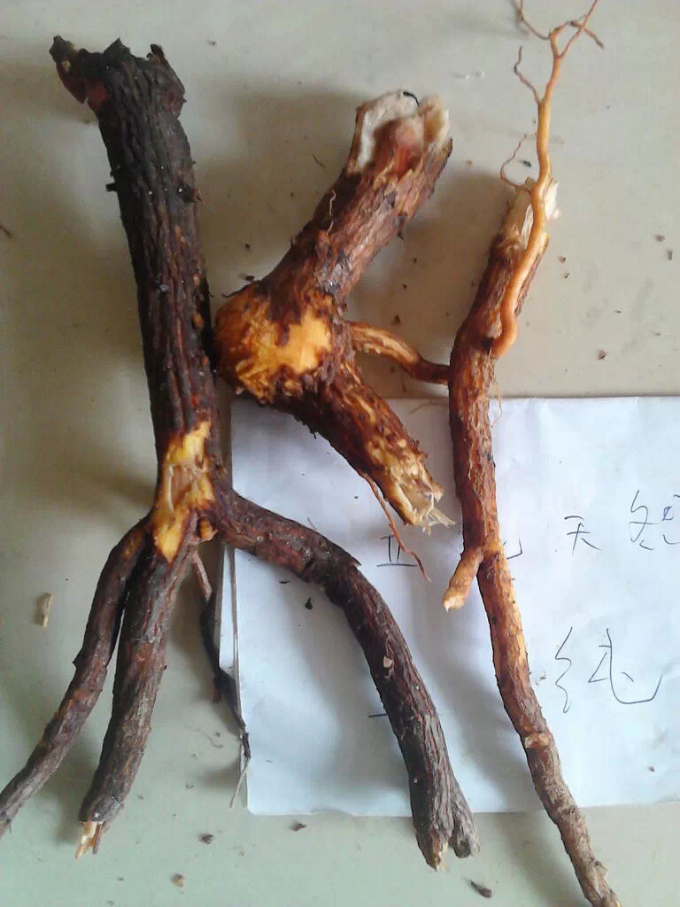 野生新鲜博落回根 号筒杆根 湖北省中药材