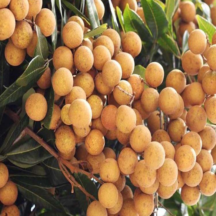 批发新鲜龙眼 泰国高产清甜可口桂圆 热带水果 新年礼品