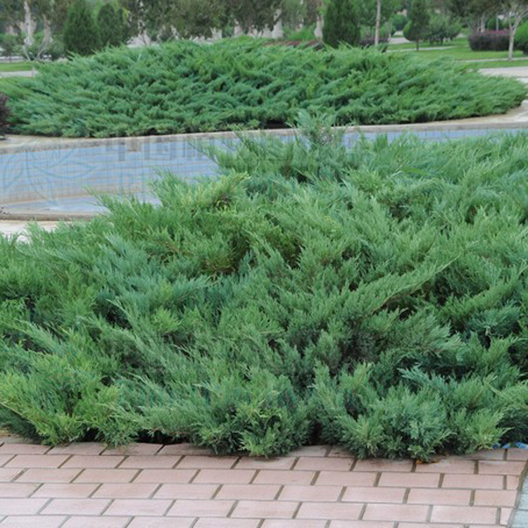 【轩辕社】 扑地柏 铺地柏 绿化 设计 美观 欢迎订购