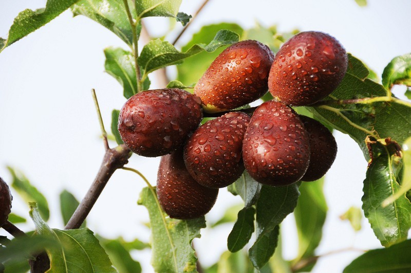 四季老农 超特六星新疆和田大枣直销包邮