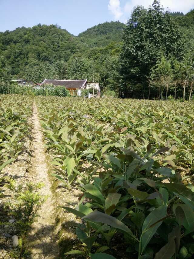 黄葛树苗黄角树黄桷树苗产地直销