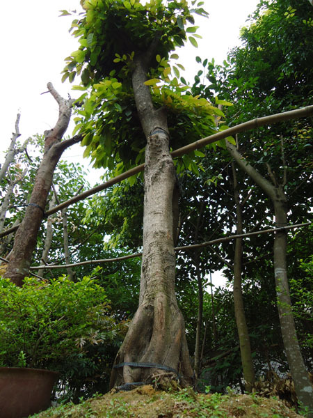 高山榕 大叶榕(海南岛) 园林绿化工程适用苗木 价格实惠