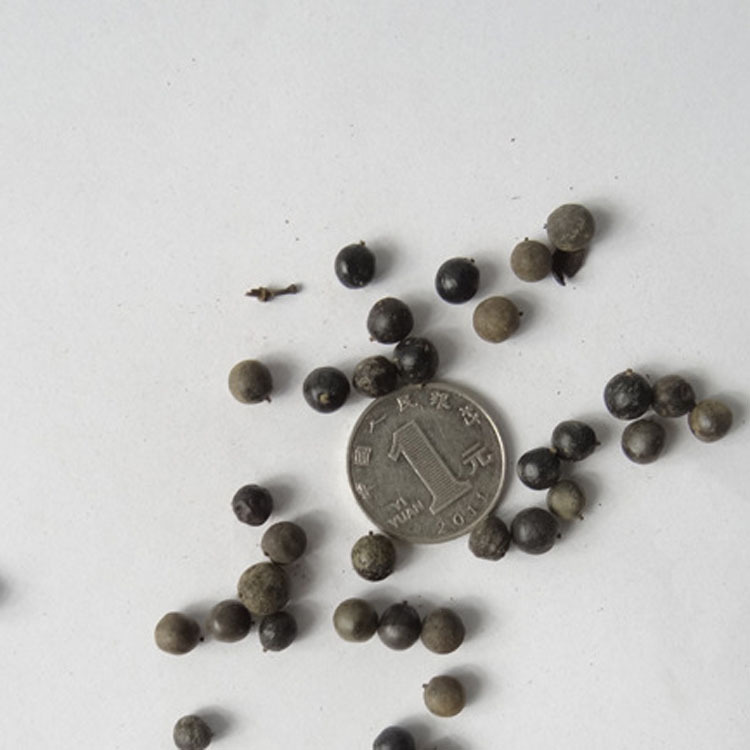 批发花木种子 新采栾树种子 供应北方栾树种子 园林绿化