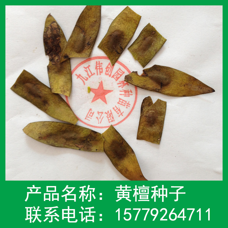 大量出售黄檀种子 林木种子 质量保证 厂家直销