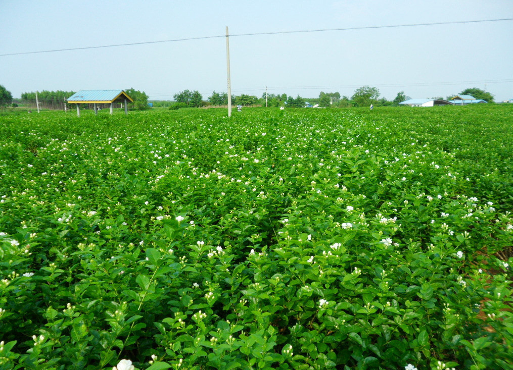 供应茉莉花蕾茉莉干花横县茉莉花茉莉花苞茶花茶厂家批发花草茶