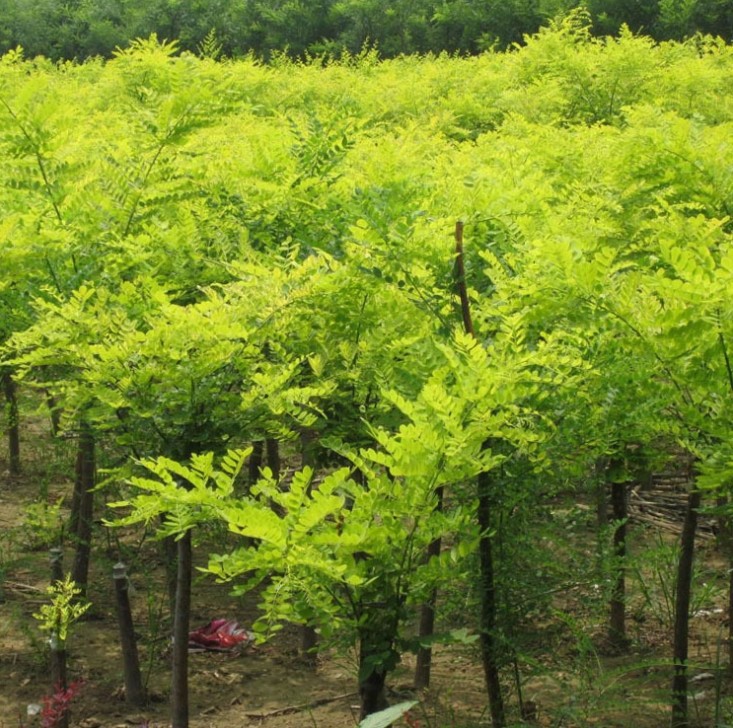 大量供应 金枝槐 金枝槐小苗 黄金槐 规格齐全货源充足