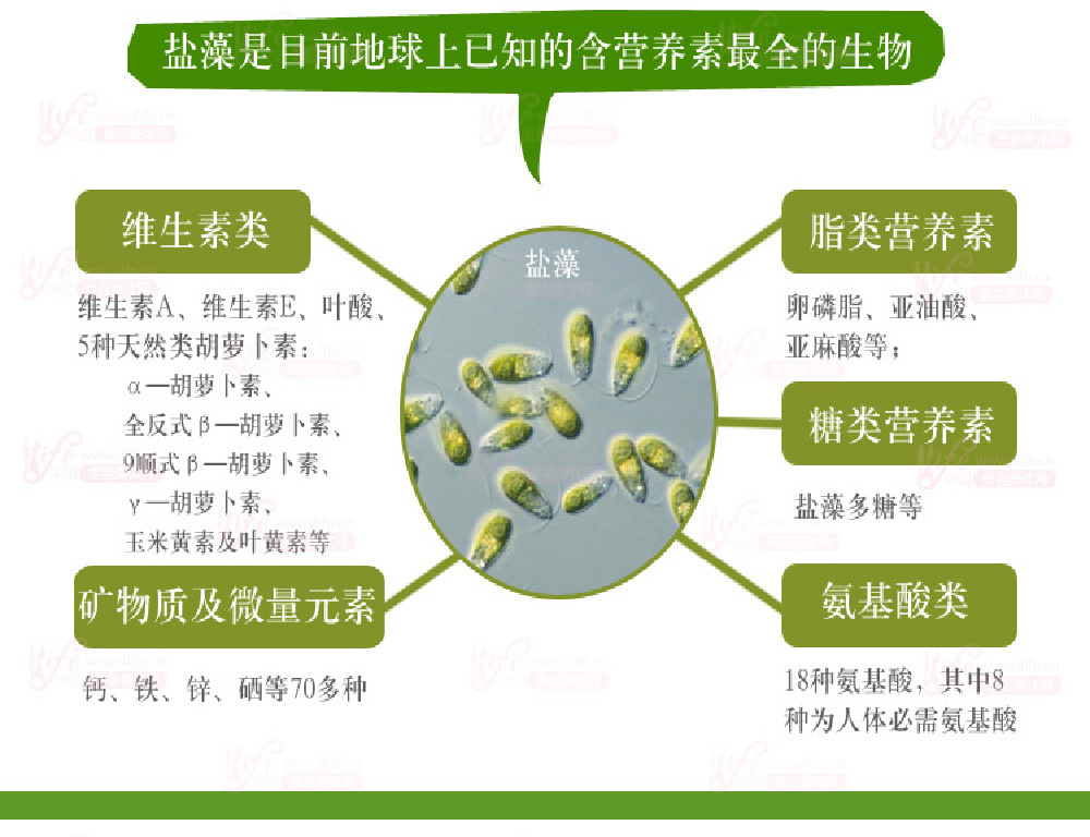 推荐一级79报名286食品ok仪器盐藻德国肚子长寿的减去出口德国