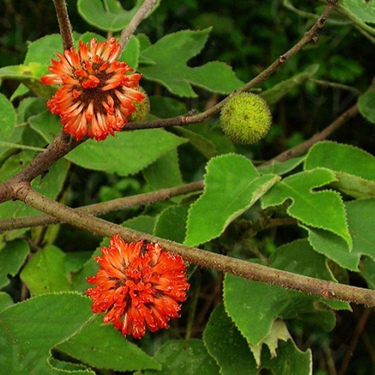 基地直销绿化苗木 行道树 构树苗 构树价格 易成活 规格齐全