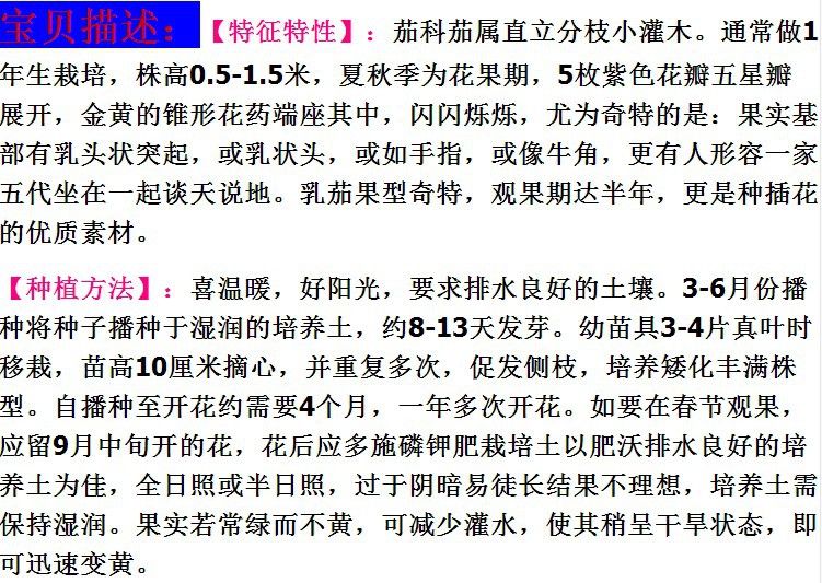 可食用药用 黄金乳茄 五指茄 玲珑可爱 五代同堂 盆栽
