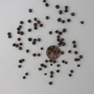 新采栾树种子 供应北方栾树种子 园林绿化 苗木场直销