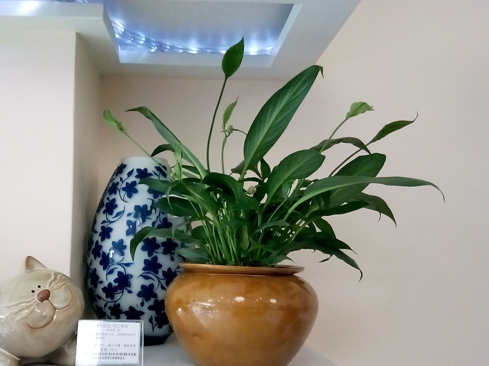 景尚添花 无土栽培兰花系列 蕙兰蝴蝶兰 基地直销 可批发加盟代理