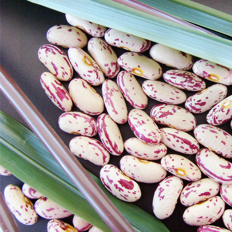 供应高质量2015黑龙江依安特产奶花芸豆依安奶花奶白花芸豆出口