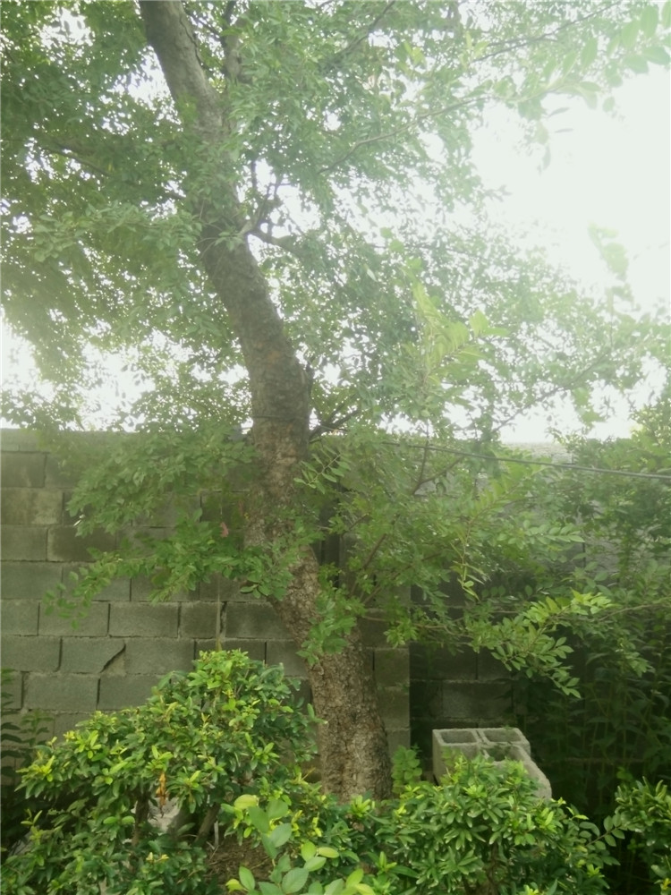 山东榆树 园林绿化 工程绿化 别墅栽养老榆树d14018