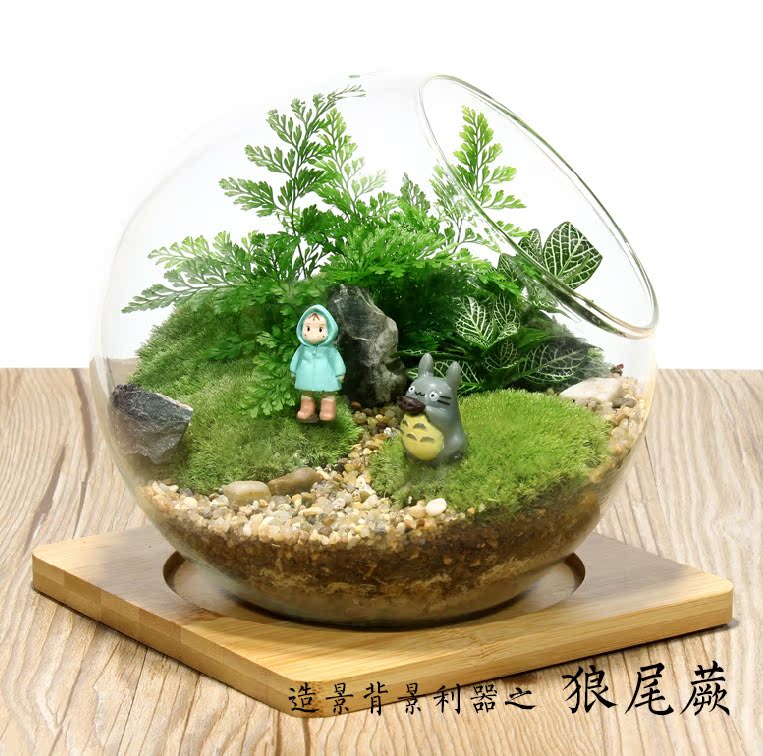 菁娇 微景观植物狼尾蕨 创意观叶背景植物微景观生态蕨类植物批发