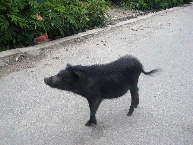 供应原生态藏猪黑猪