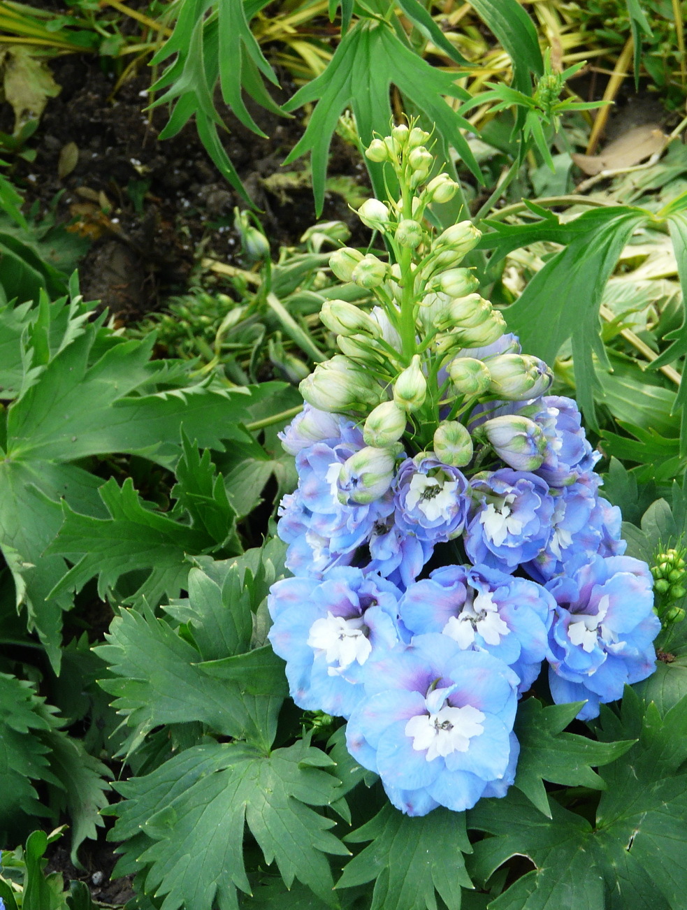 基地直销 时令宿根草花 大花飞燕草 品种繁多 南昌直供图片