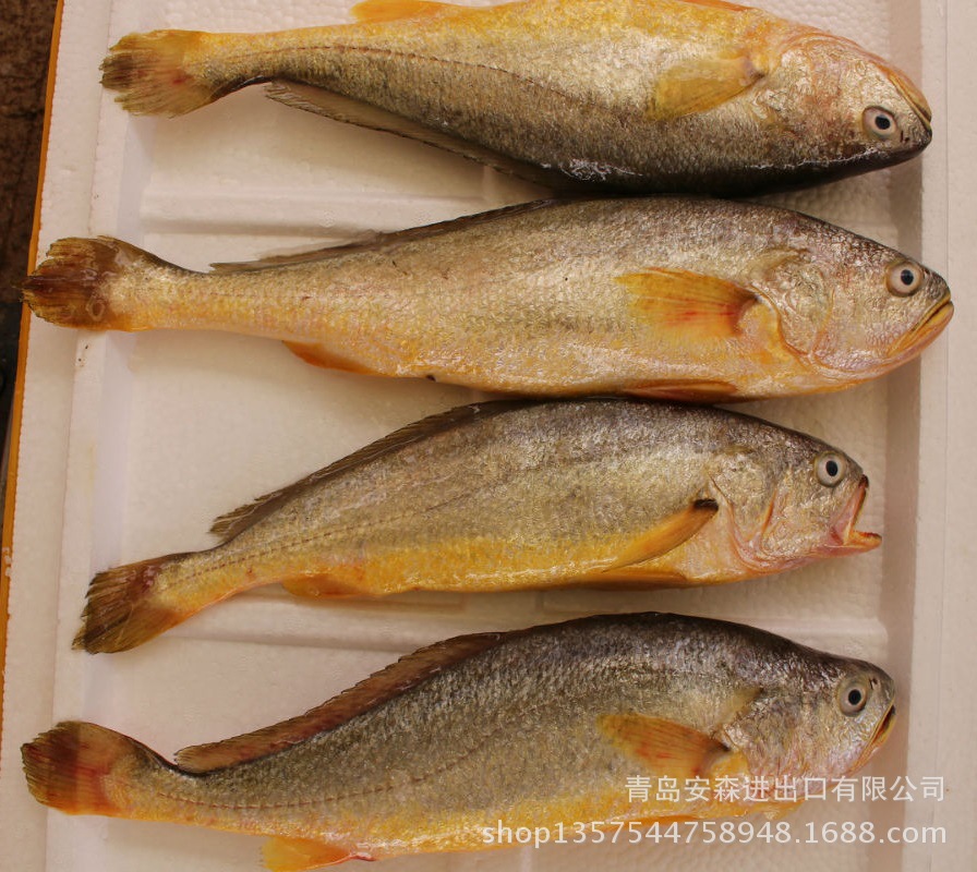 单条500g速冻真空独立包装东海野生大黄鱼美味蒜瓣肉雪白少刺金黄