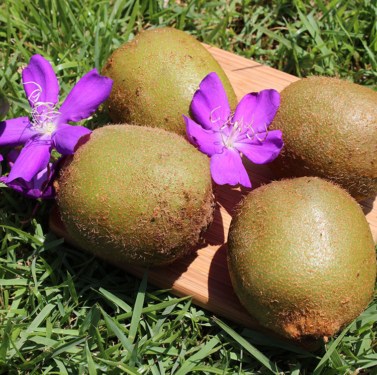 猕猴桃 海南 新鲜 绿肉 奇异果 热带水果 树上熟 批发 零售 5斤装