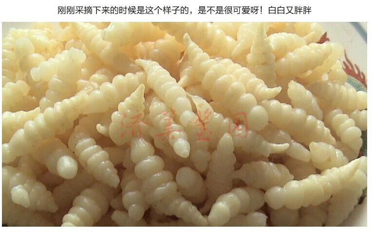 济美酱园 油闷甘露 咸甜可口 脆 山东济美总经销