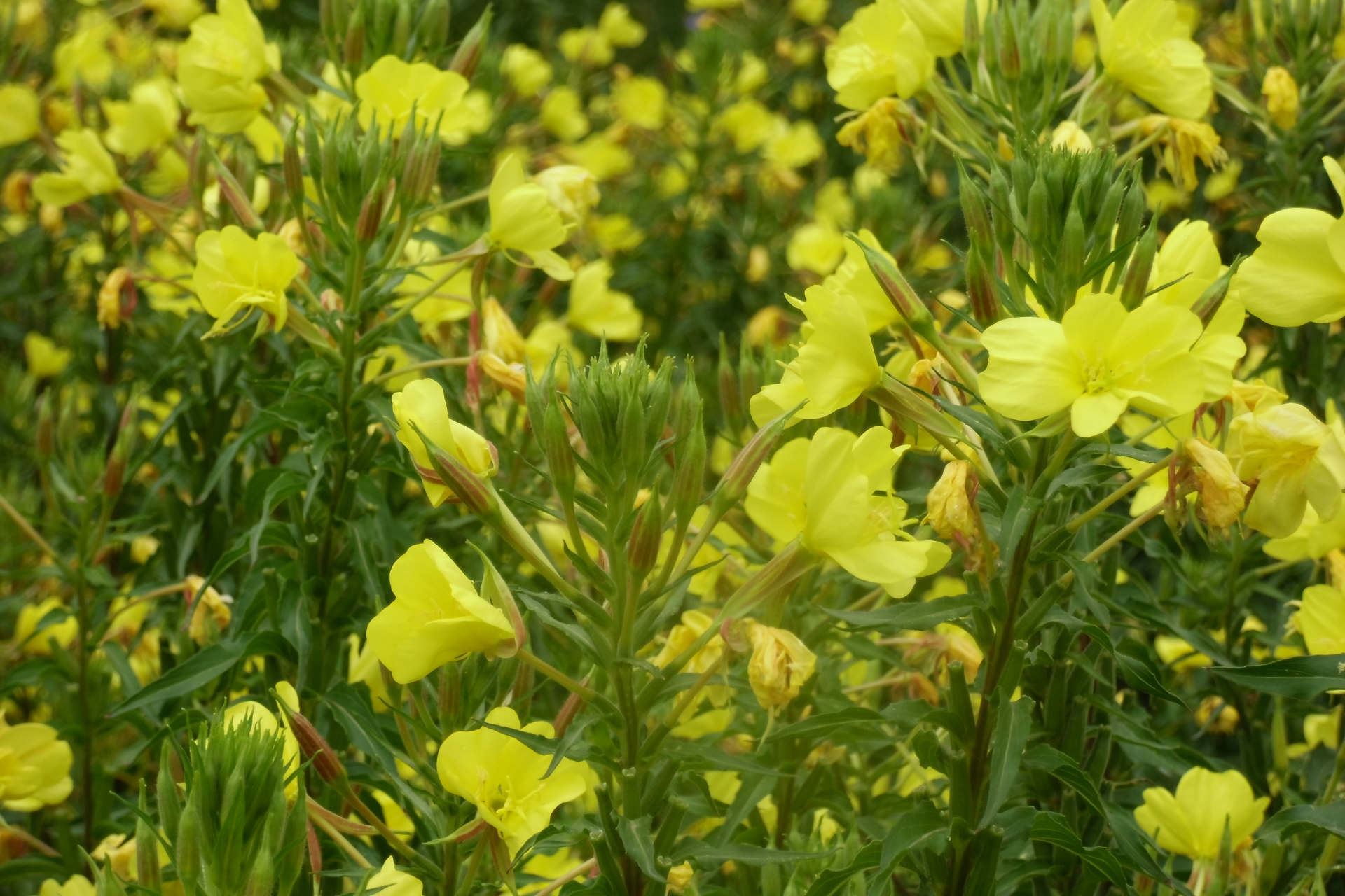 供应夜来香种子 花卉种子批发月见草 园艺种子种苗花卉 草花种子