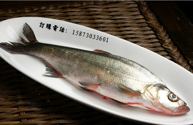 優質刁子魚 翹嘴魚大量批發 規格淨重1斤至1.2斤