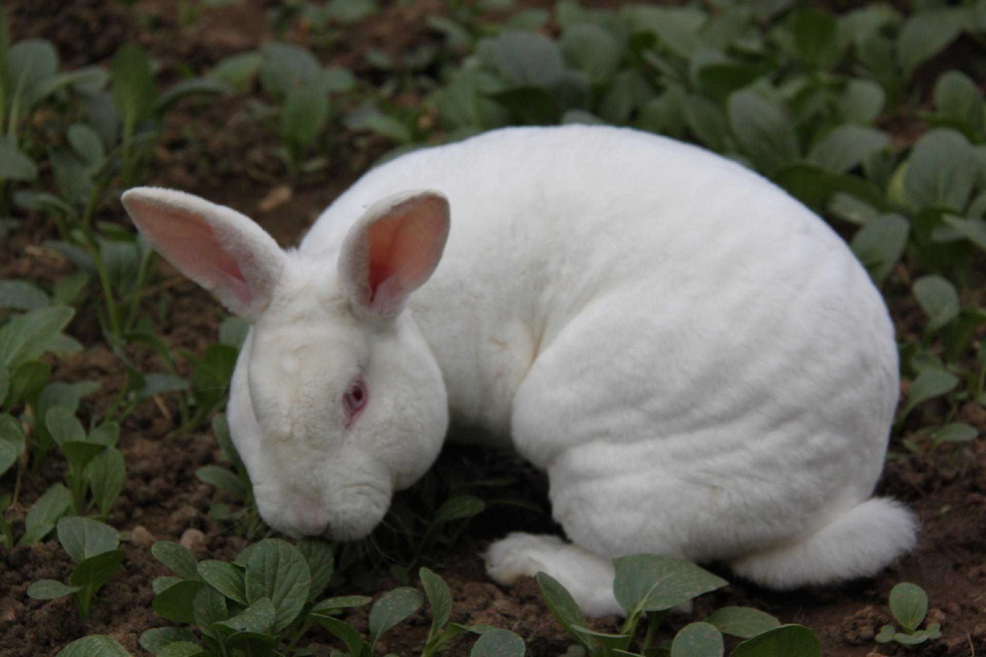 【北京动物乐园】厂家提供兔子动物园观赏 来电详谈